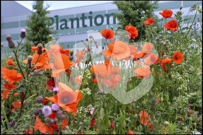 bloemen en planten vvbvanbree     1070